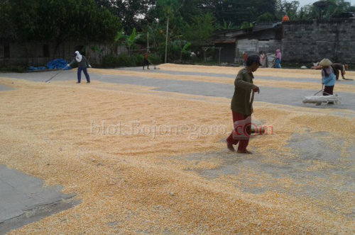 Meski Kemarau, Daerah Ini Masih Bisa Panen Padi